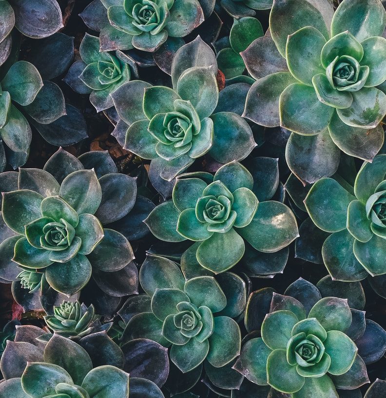 top view of green succulent plants